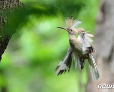 [사진] [단독]흰색 알비노 후투티