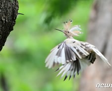 [사진] [단독]둥지 지키는 흰색 알비노 후투티의