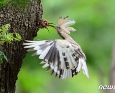 [단독]경주서 흰색 여름새 '후투티' 첫 포착…"갈색에서 변이된 듯" 
