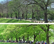 [르포] 녹음 사라진 담양 관방제림, 관광객도 찾지 않는다