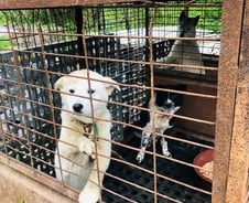 [르포]'남양주 살인견'이 습격한 장소는 수십마리 '개사육장 앞'