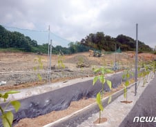 [단독] 중장비 빼곡했던 기성용 부자 땅, 한귀퉁이에 고구마·고추밭