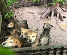 [단독]남양주 살인견 습격 당시 '진돗개' 유기견도 달려들어 위협했다
