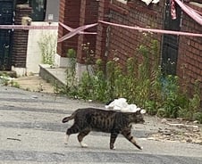 폐허 된 적막한 동네…'고양이'들만 남았다[르포]