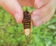 [기자수첩]머지포인트와 좀비매미