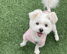 김희철씨에게 들려드릴, 유기견 '삐용이' 이야기