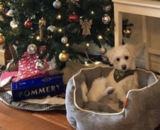 엄마는 잡아먹히고…'크리스마스 선물'처럼 가족을 만났다