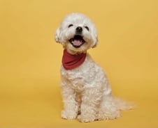 2.3kg, 뼈밖에 없던 유기견 '땅콩이'가…요렇게 예뻐졌다