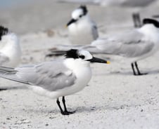 4년간 철새 추적한 영국…해상풍력 에너지, 정말 '친환경'일까