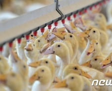 [단독]어쩐지 비싸진 오리고기…'담합 혐의' 오리협회·8개사 딱걸렸다