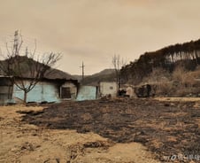 [르포]"우리 집도 탈 줄은…" 새까맣게 변한 마을, 대피소엔 700명 '다닥다닥'