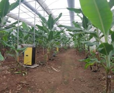 "예전엔 진짜 달았어"…멸종한 바나나, 제주서 부활한다