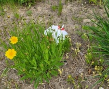 [르포] "차라리 보이는데 버리지"…새벽 한강공원은 '음식쓰레기' 천국