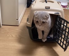 우크라 탈출한 고양이 '윤기', 3주 만에 집으로…"다들 고맙다옹"[인류애 충전소]