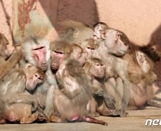 인간 '숙주' 노리는 100만종 바이러스…"원숭이, 또다른 불길한 신호"