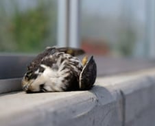 "유리창에 날아와 죽지마"…800만 마리 새들을 살리는 이들[인류애 충전소]