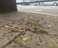 "문 열면 수백마리 사체" 도심 점령한 '러브버그'…다 예견된 일?[르포]