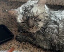 [단독]"고양이가 거품 물고 쓰러져"…빙초산 테러 의혹, 각막 손상까지