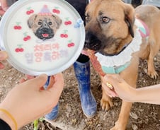 개농장서 태어난 '체리'가…이젠 엄마 옆에서 잡니다[인류애 충전소]