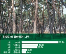 [더차트]한국인 '최애 나무' 단풍도 벚나무도 아니었다…1위는