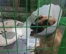 [르포]뒤틀린 척추·어긋난 턱…철장보다 잔인한 개농장의 근친교배