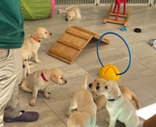 [르포]안내견이 된 인절미…삼성이 한마리당 1억 들여 훈련시키는 이유