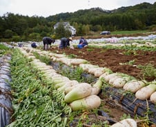 "金'값 된 '무' 반값에 파는데…" 농장주도 활짝 웃는 이유는?