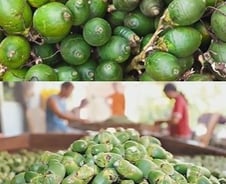 [검색폭발 이슈키워드] 빈랑(죽음의 열매)