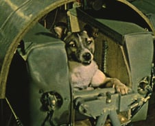 사람보다 먼저 우주 봤다…65년 전 오늘, 소련 개의 희생[우주다방]