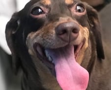 강아지 버린 X은 절대 몰랐을…예쁜 '밤비'의 웃음