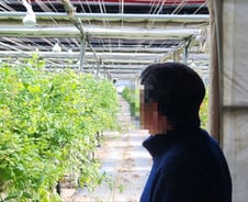 "난방비 1900만원에 경악"…장미꽃 키우는 농가의 한탄[르포]