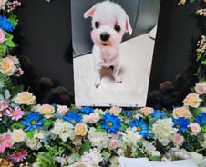 '고독사'로 남겨진 노견(老犬)…입양한 특수청소부[인류애 충전소]