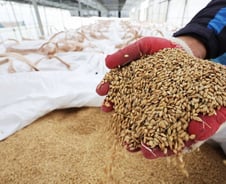 "남는 쌀을 나라가 사준다고?"...그런 나라 또 있나, 찾아보니