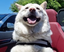 "두 번 다시 보호소 안 가게 할게"…7년째 지킨 약속