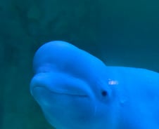 친구 다 죽고, 혼자 남은 '벨루가'…"수족관, 관과 다를 바 없다" [르포]