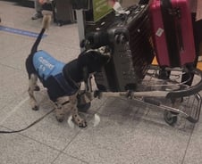 [르포]여행가방 앞에서 꼼짝 않는 '댕댕이'…"공무수행 중입니다"