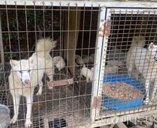 짬밥에 파리 윙윙, 똥범벅 뜬장에 '개 30마리'…"나가, 내 개야!" 큰소리[르포]