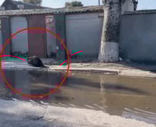 [더영상] 댐 폭발로 집 잃은 비버 '방황'…낚싯대로 낚인 3m 괴물메기