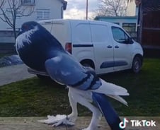 [더영상] 롱다리 '변종 비둘기'에 깜짝…외벽 기어오른 야생곰