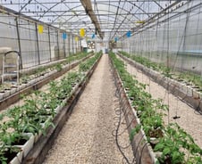 [르포]사막에서 키운 K-토마토…10배 비싸도 잘 팔린다