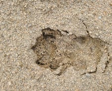 "표범 발자국 있어요"…악어 나타났다던 영주에서 또?