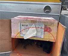 뜨거운 트럭에 버려져…'강아지' 4마리가 울고 있었다