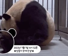 [더영상]푸바오 '쌍둥이 동생' 탄생 그 순간…파도 휩쓸린 할머니·손자