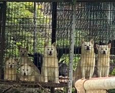 '베트남·중국·한국' 공통점 아세요?…"개 먹는 나라"