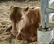 [르포]송아지 죽고 닭 5만마리 폐사해도…"슬프다고 말 못해"