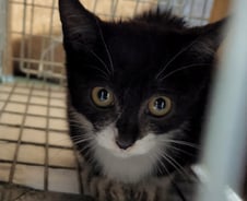 슈퍼 태풍 왔던 날…죽을뻔한 '새끼냥' 구한 국회의원[인류애 충전소]