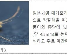 부산 모기, 10마리 중 9마리 일본뇌염 매개종…전국 비상