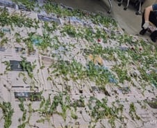 휴대폰 줌 쭉쭉 당기니 "마약용 맞네"…서울 한복판 양귀비 딱 걸렸다