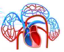심장혈관 굳으면 콩팥까지 고장난다…만성 콩팥병 위험 최대 70%↑