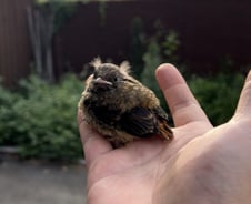 엄마 놓쳐 삑삑 울던 '아기새'…살려준 카페 사장님[인류애 충전소]